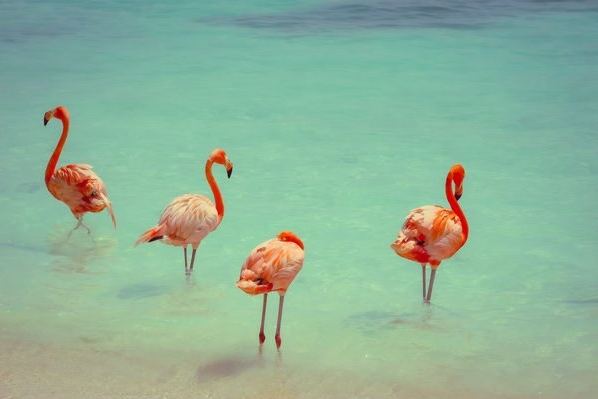 Aruba — foto 6