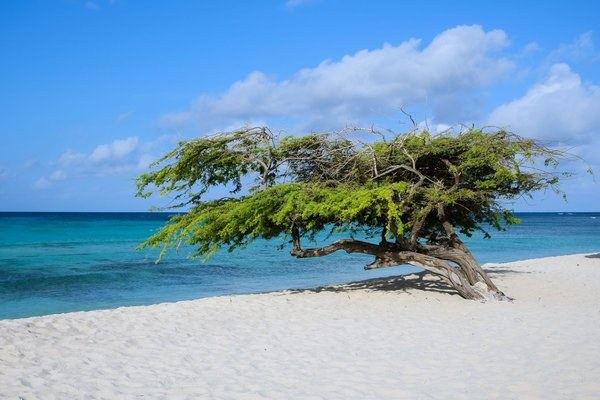 Tour guiado por la isla de Aruba en español o inglés (4 horas).