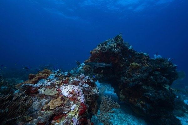 Día completo en Isla Catalina con experiencia de snorkel (9 horas).